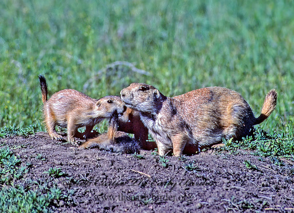 Cynomys ludovicianus  BLACK-TAILED PRAIRIE DOG 134326z