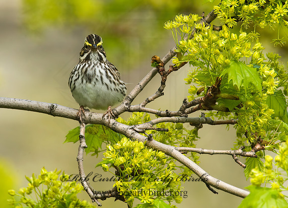 Passerculus sandwichensis  SAVANNAH SPARROW 8012790z
