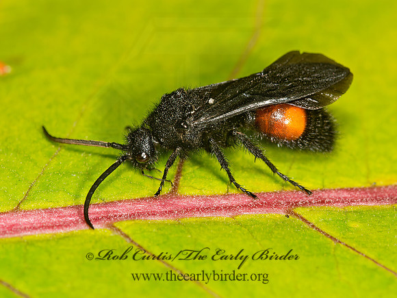 Dasymutilla bioculata  VELVET ANT 9023979z