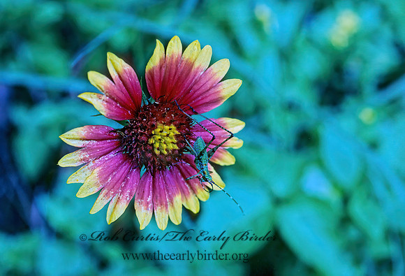 Gaillardia pulchella  INDIAN BLANKET 168905z