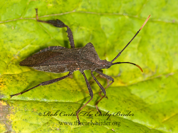 Acanthocephala terminalis  LEAF-FOOTED BUG 3014890z