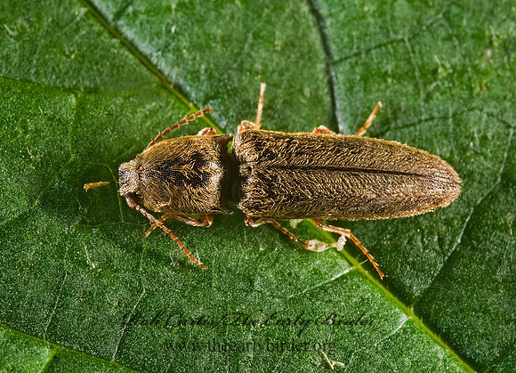 Limonius griseus 8007306z