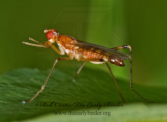 Compsobata univitta  STILT-LEGGED FLY 9040017z