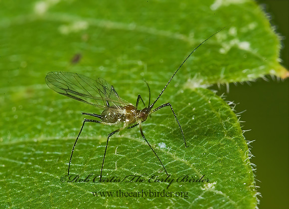 Macrosiphoniella~ 5013695z