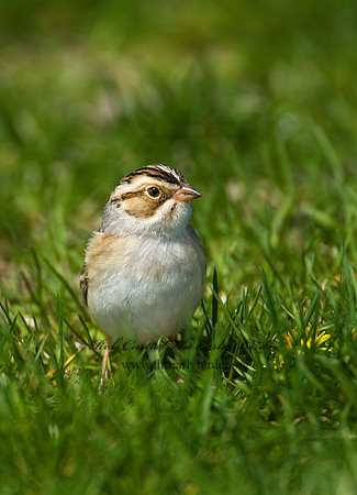 Spizella pallida  CLAY-COLORED SPARROW 8002443z