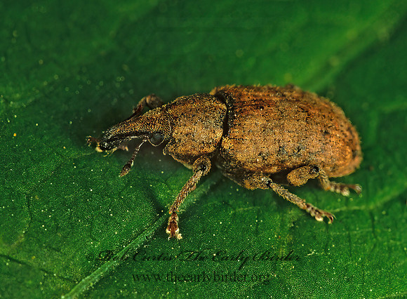 Listronotus 1110128 z
