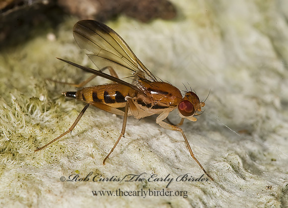 Clusia lateralis CLUSIID FLY 8004836z