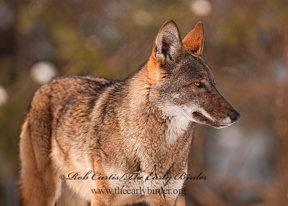 Red Wolf 3001005z