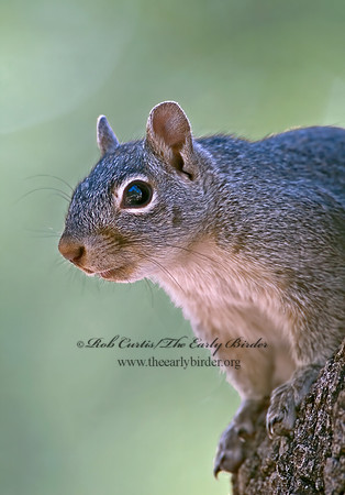 Sciurus arizonensis  ARIZONA GRAY SQUIRREL 5006128z