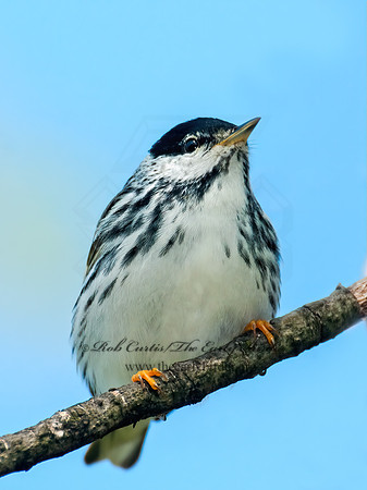 Setophaga striata  BLACKPOLL WARBLER 3008047z