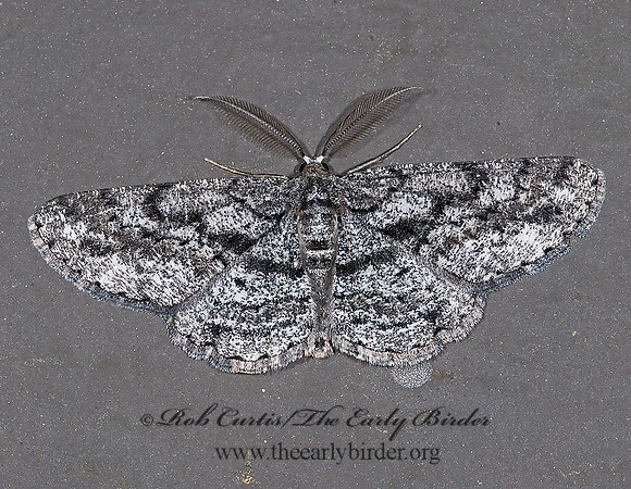 Glena nigricaria  BOARMIINI GEOMETER 6027679z