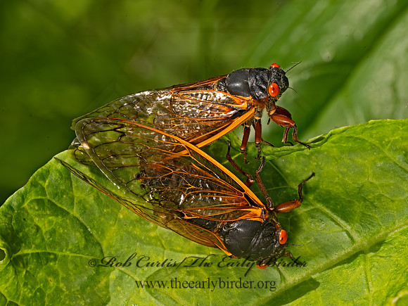 Magicicada septemdecim 17-YEAR CICADA 3043660z-