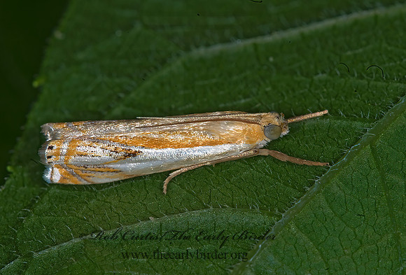 Crambus agitatellus  DOUBLE-BANDED GRASS VENEER 6008337z