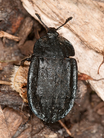 Oiceoptoma inaequale  RIDGED CARRION BEETLE 3016819z